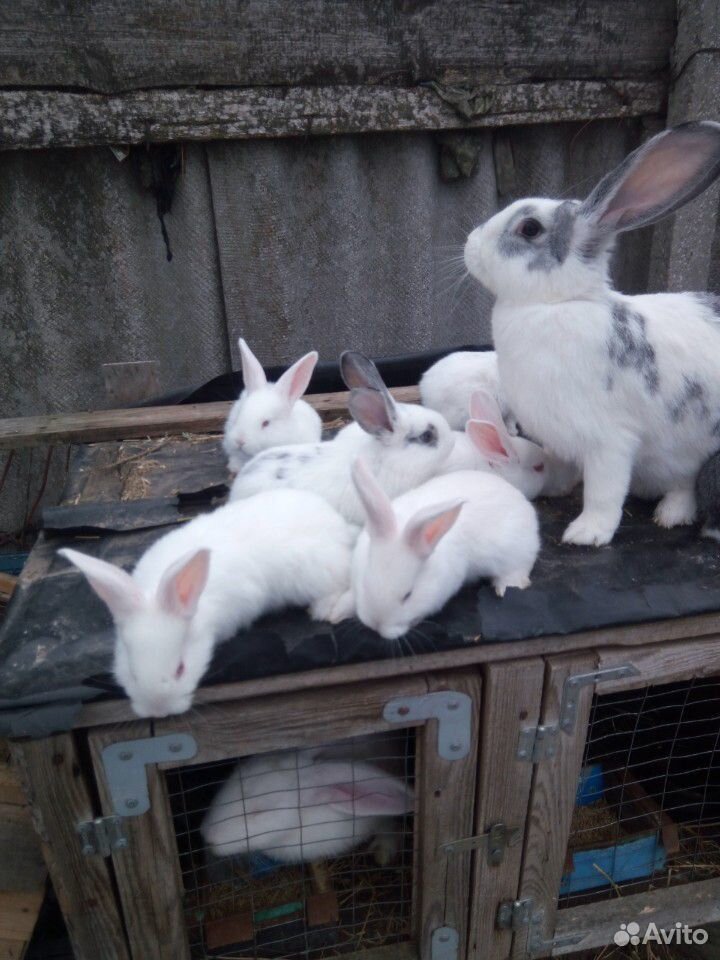 Продам малышей кролики купить на Зозу.ру - фотография № 2