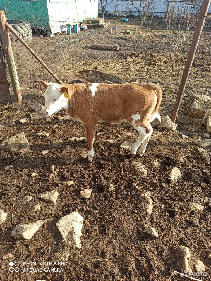 Корова молочный купить на Зозу.ру - фотография № 4