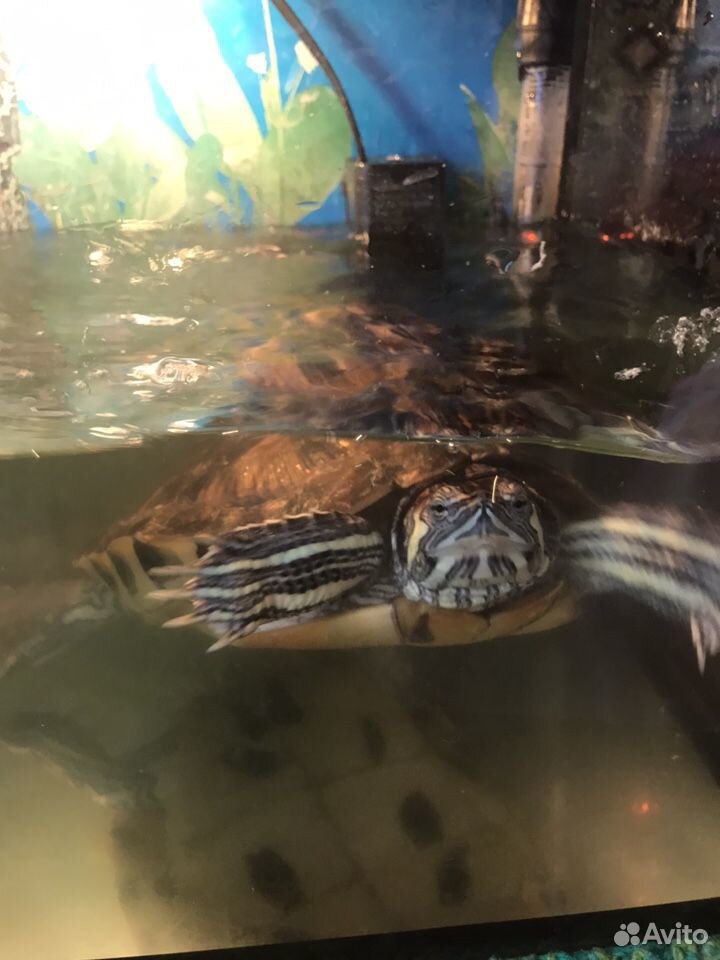 Черепаха краусноухая с аквариумом 60л купить на Зозу.ру - фотография № 3