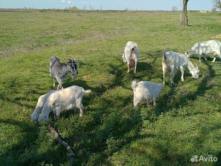Продаются трое козлят купить на Зозу.ру - фотография № 10