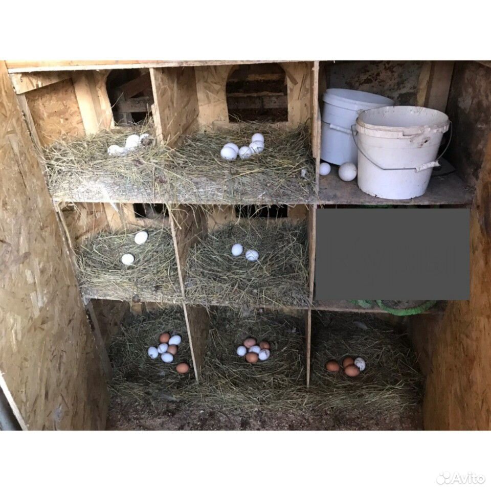 Яйца куриные домашние, инкубация купить на Зозу.ру - фотография № 2