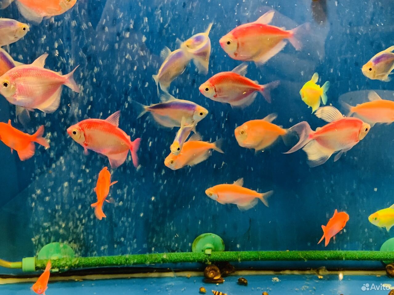 Тернеция рыбка аквариумная купить на Зозу.ру - фотография № 2