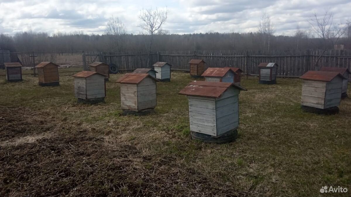 Продам улья с пчелами купить на Зозу.ру - фотография № 6