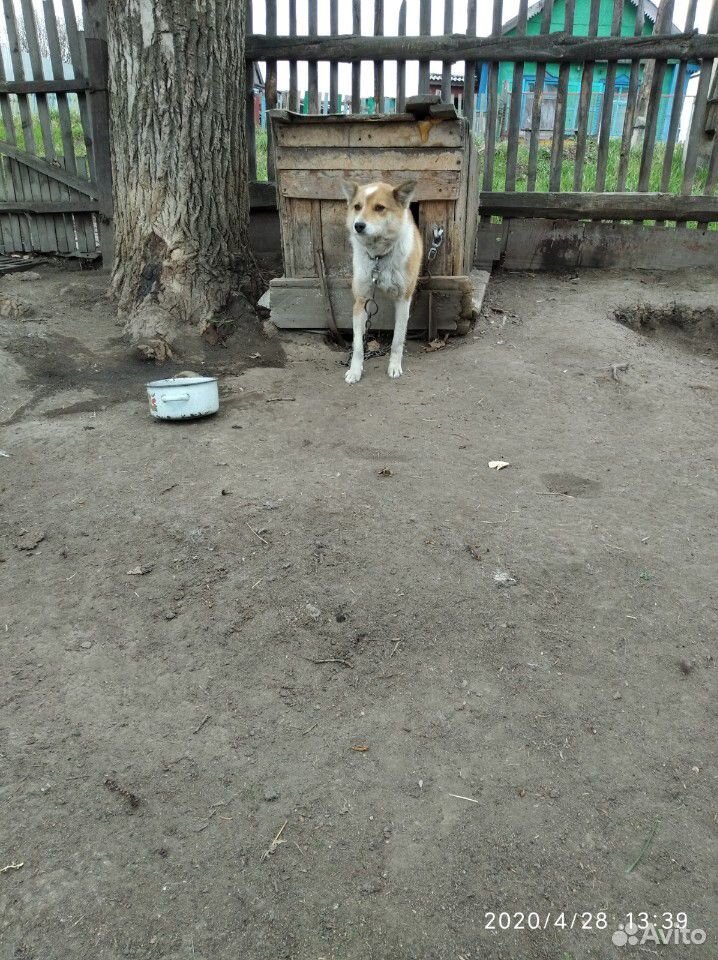 Злая собака купить на Зозу.ру - фотография № 1