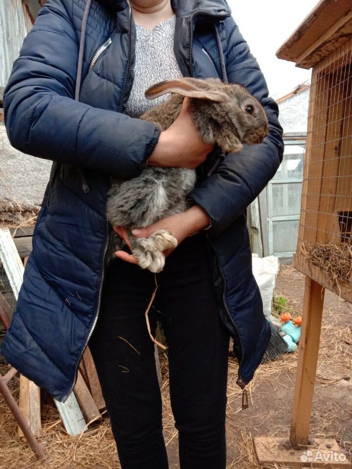 Продам кроликов купить на Зозу.ру - фотография № 1