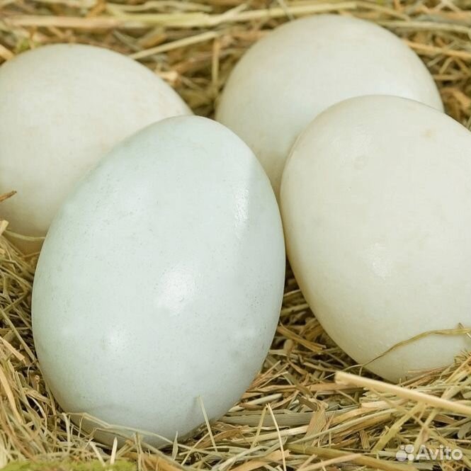 Яйца инкубационные утки купить на Зозу.ру - фотография № 1