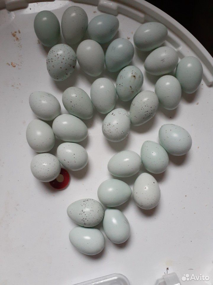 перепелки прода силодон. селадон перепела яйца. целадон перепела. техасский селадон перепел. селадон перепела.