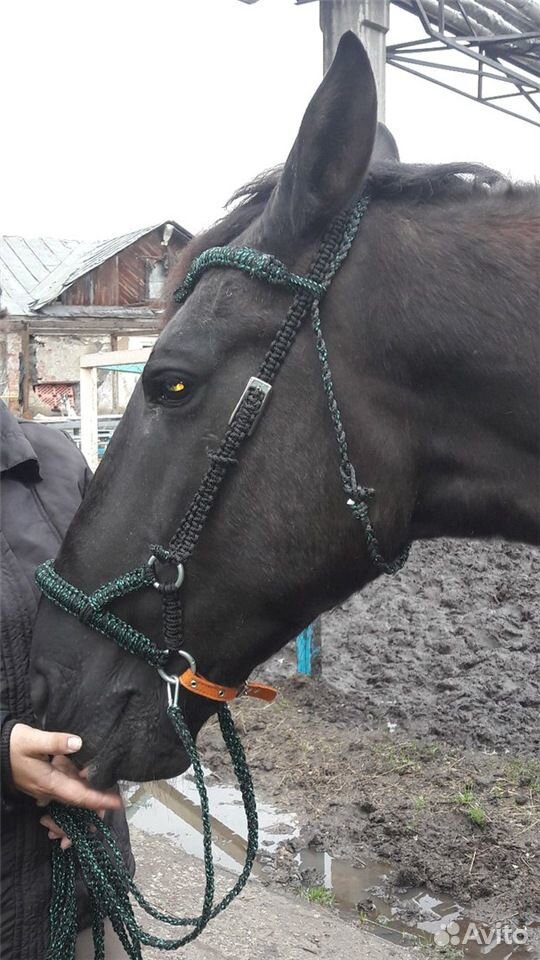Сделаем амуницию на лошадей и собак купить на Зозу.ру - фотография № 1