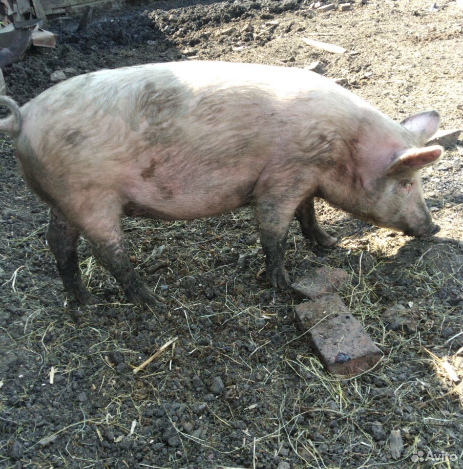 Продам супоросную свинью купить на Зозу.ру - фотография № 1