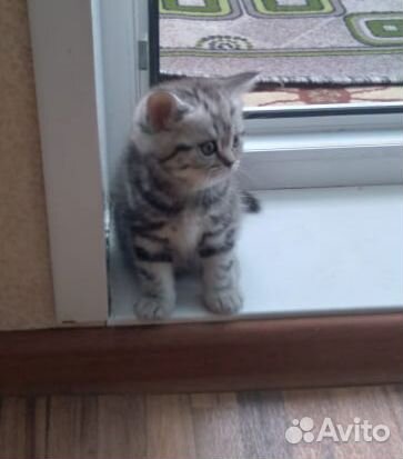 Котята ищут себе новых хозяев купить на Зозу.ру - фотография № 1