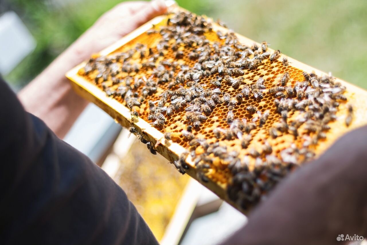 Продам пчелосемьи "Карпатка" купить на Зозу.ру - фотография № 1