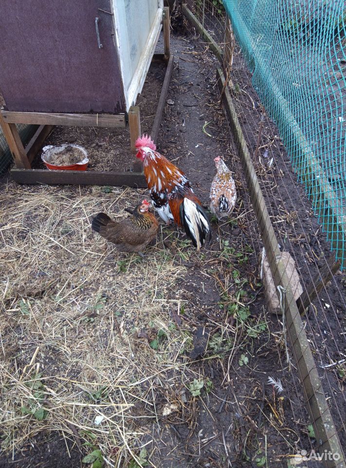 Бентамки семья, павловский петух+курица, цыплята д купить на Зозу.ру - фотография № 3