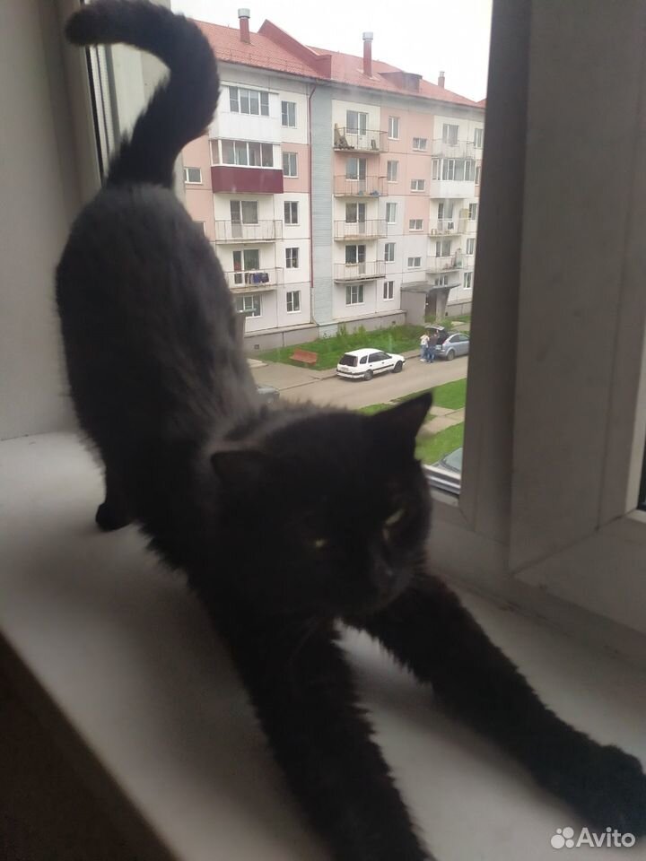 Черный кот купить на Зозу.ру - фотография № 1