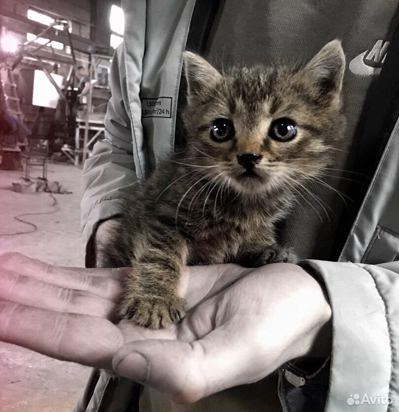 Котенок мужик купить на Зозу.ру - фотография № 1