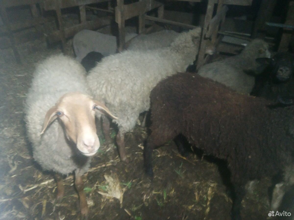 Овцы на мясо купить на Зозу.ру - фотография № 1