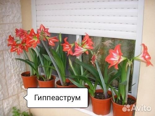 Комнатные растения купить на Зозу.ру - фотография № 5