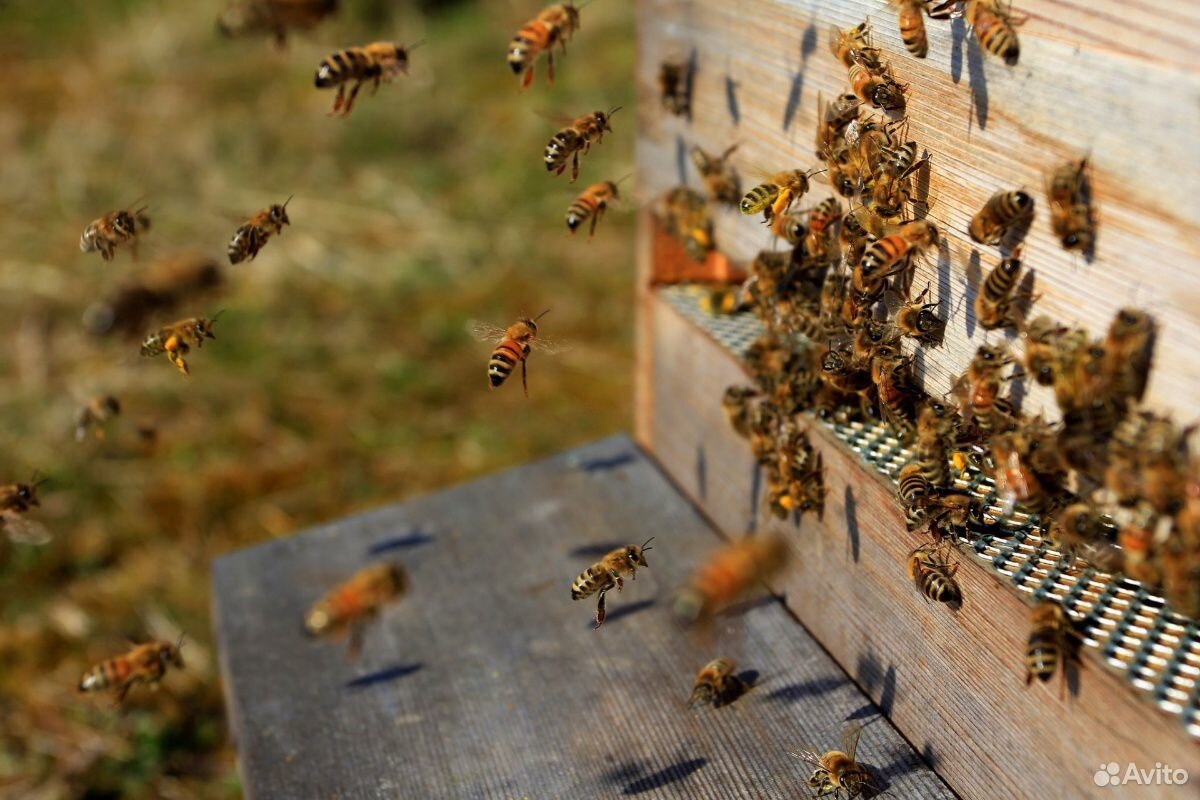 Сильная пчелосемья купить на Зозу.ру - фотография № 1