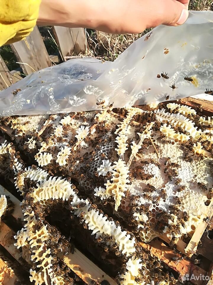 Продам пчелосемьи Карника купить на Зозу.ру - фотография № 2