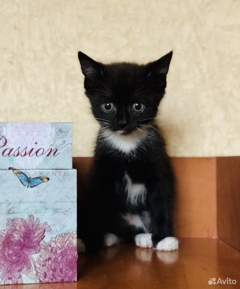 черный котенок. котята в добрые руки чебоксары. котята в добрые руки люберцы бесплатно. котята в добрые руки чебоксары. котята в добрые руки чебоксары.