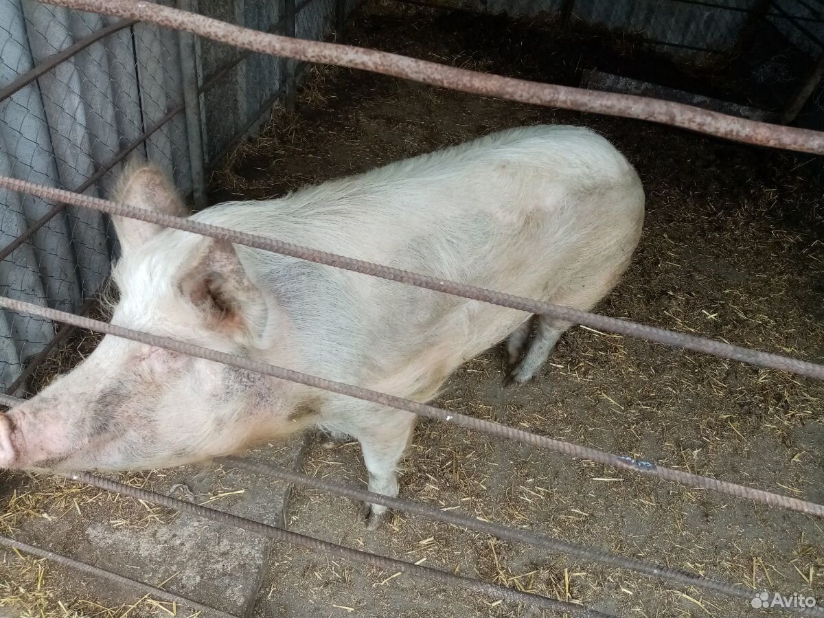Продам свинку на племя с крупных пород 8 месяцев п купить на Зозу.ру - фотография № 3