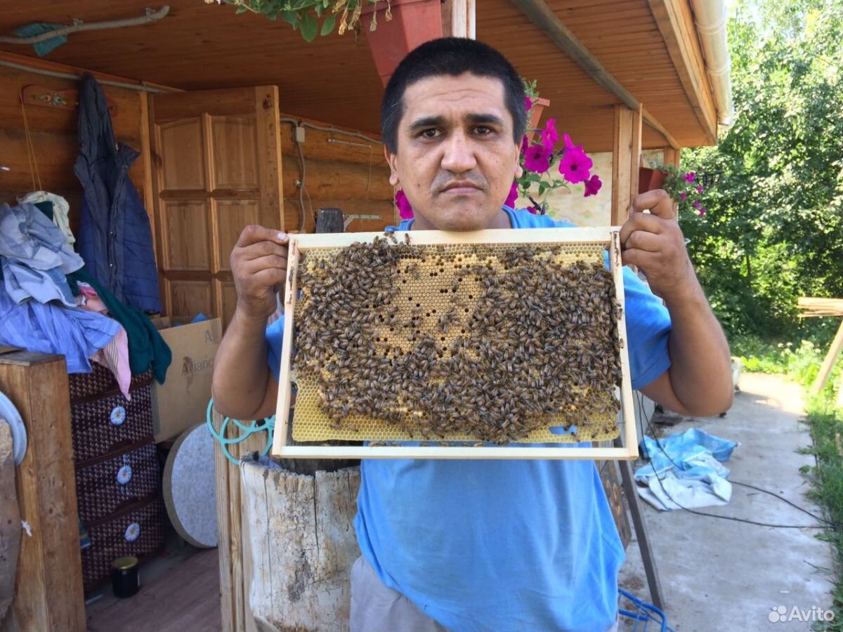 Пчеломатки пчелопакет купить на Зозу.ру - фотография № 1