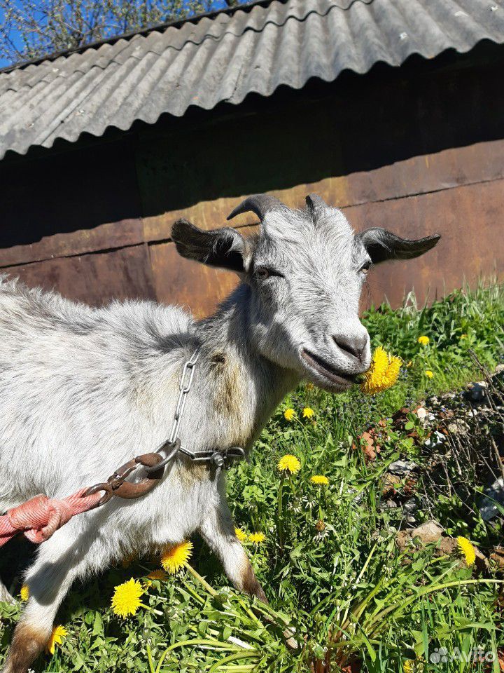 Продам козлят и козу купить на Зозу.ру - фотография № 8