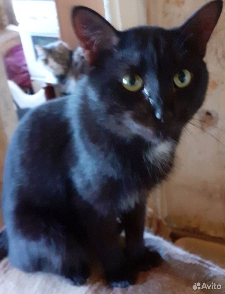 Шикарный черный кот ищет семью купить на Зозу.ру - фотография № 4