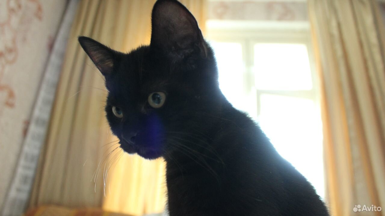 Черные и черно-белые котята, отдам купить на Зозу.ру - фотография № 2