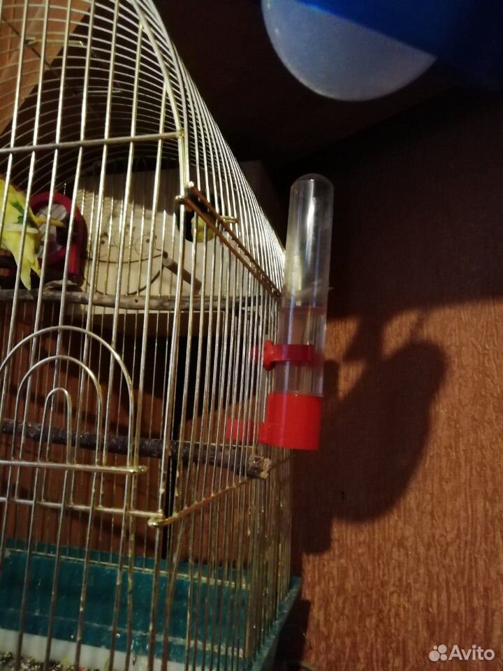Волнистые попугаи+клетка купить на Зозу.ру - фотография № 9