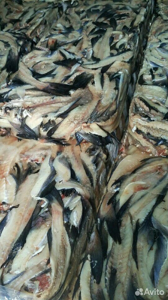 Рыбные обрезки (хвосты,хребты) на корм животным купить на Зозу.ру - фотография № 3