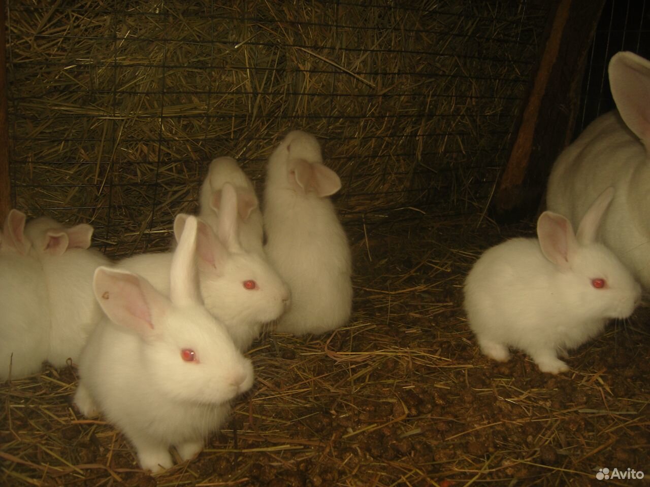 Кролики молодые купить на Зозу.ру - фотография № 4