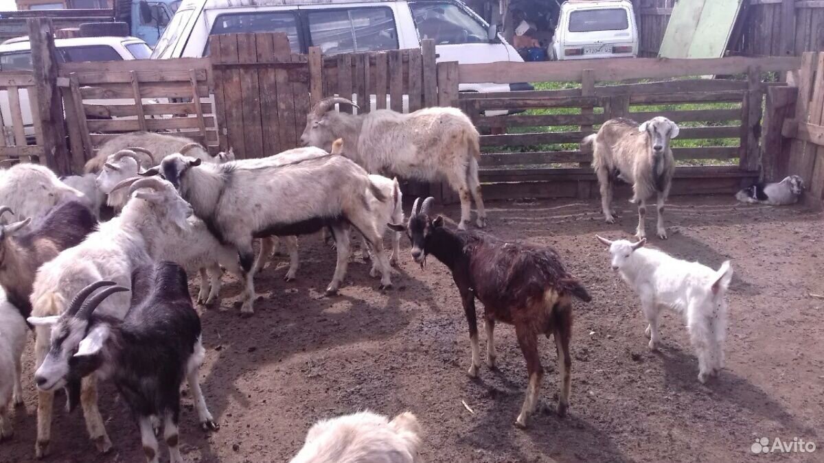 Продам козы купить на Зозу.ру - фотография № 7