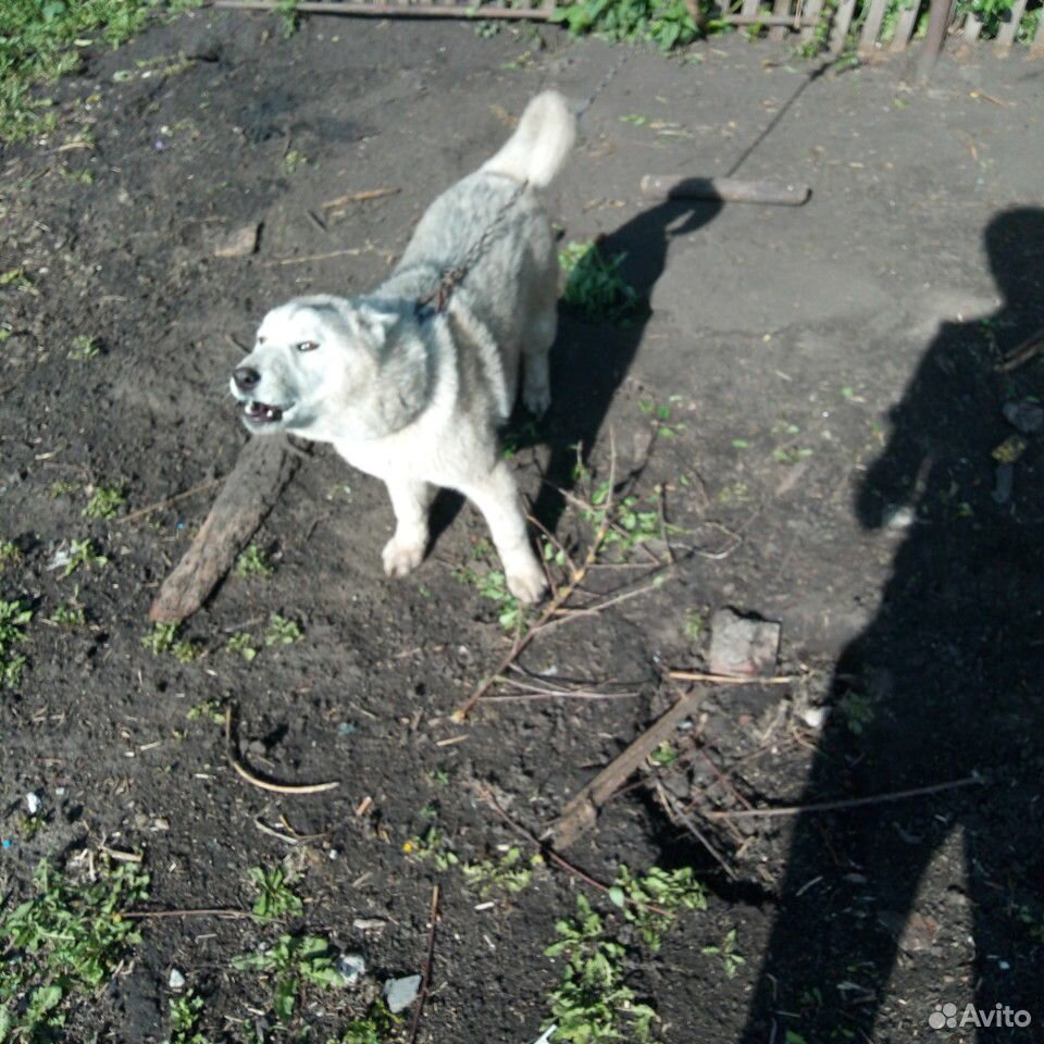 Собака хаска купить на Зозу.ру - фотография № 1