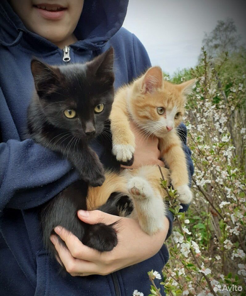 Волшебные котята. Два котика и кошечка ищут тебя купить на Зозу.ру - фотография № 2