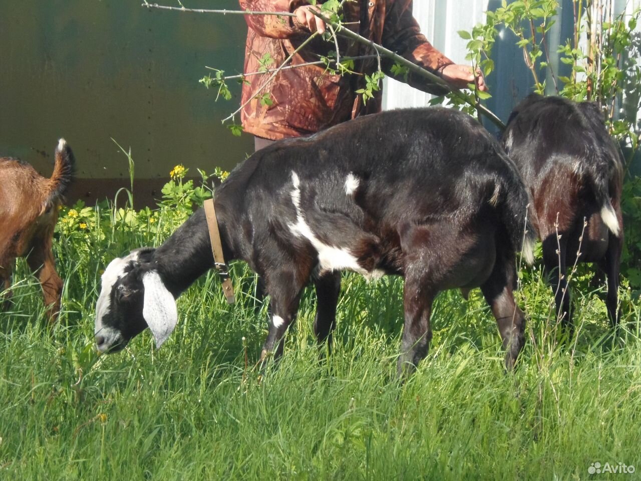 Нубийская дойная коза и козочка, козлик купить на Зозу.ру - фотография № 2