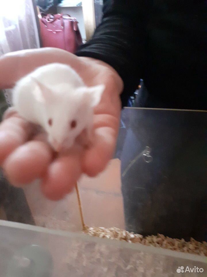 Китайские мышки купить на Зозу.ру - фотография № 2