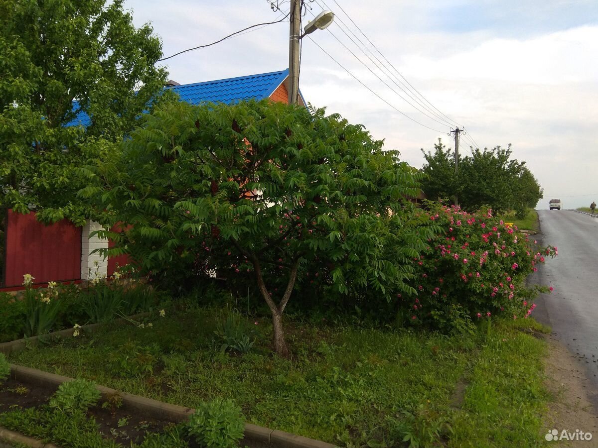 Уксусное дерево купить на Зозу.ру - фотография № 2
