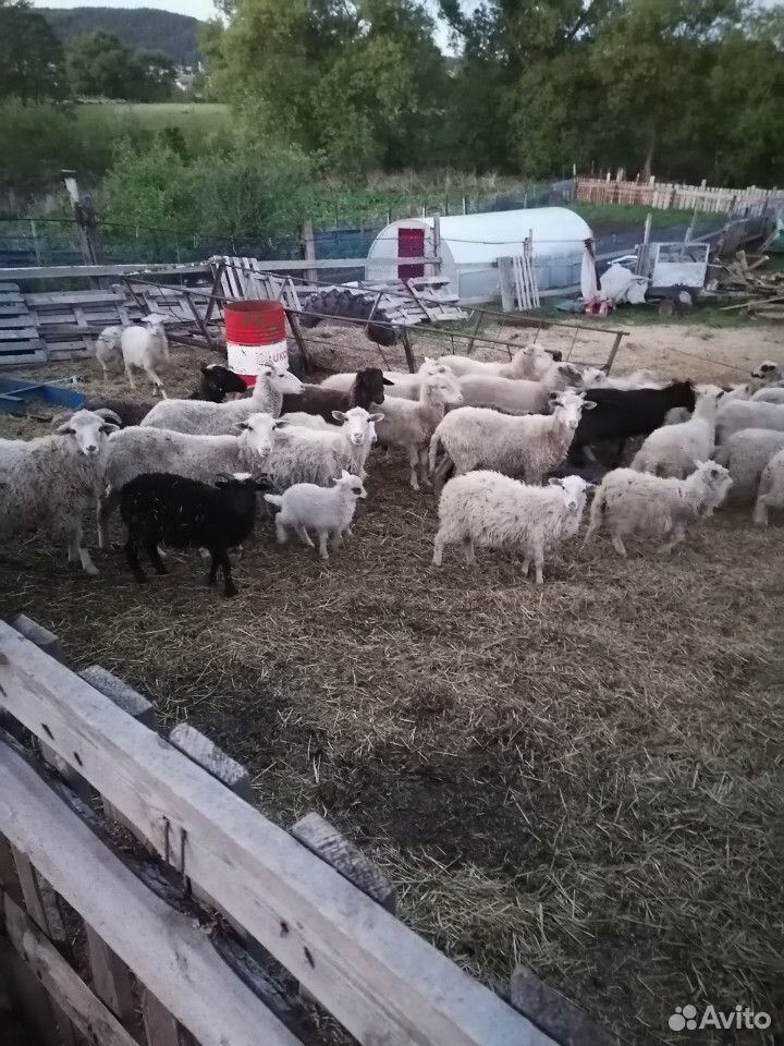 Баран, овцы, ягнята купить на Зозу.ру - фотография № 6