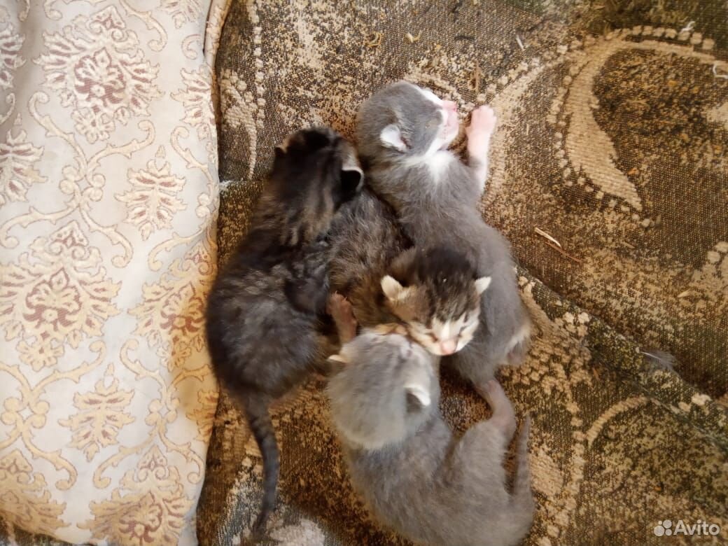 Котята маленькие отдам в хорошие руки купить на Зозу.ру - фотография № 3