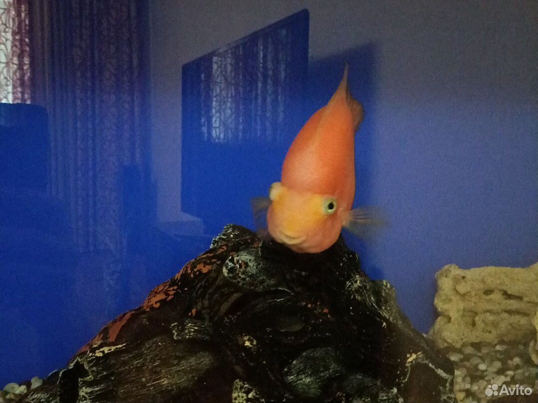 Аквариумная рыба "Японский попугай" купить на Зозу.ру - фотография № 4
