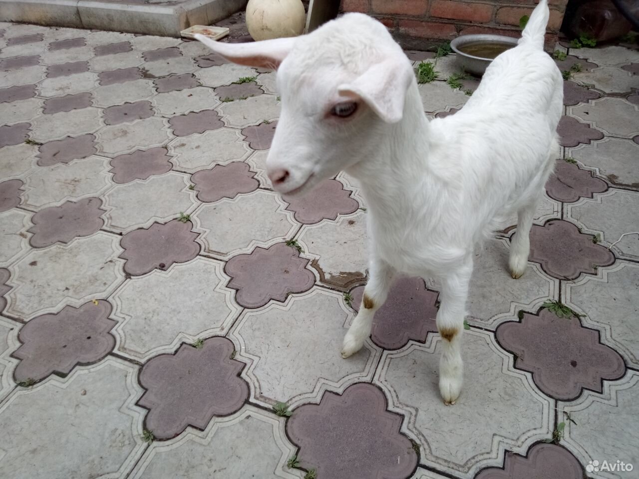Козлята от высокоудойных коз купить на Зозу.ру - фотография № 4