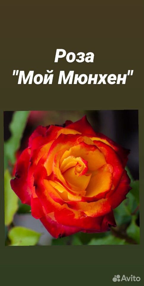 Розы кустовые купить на Зозу.ру - фотография № 1