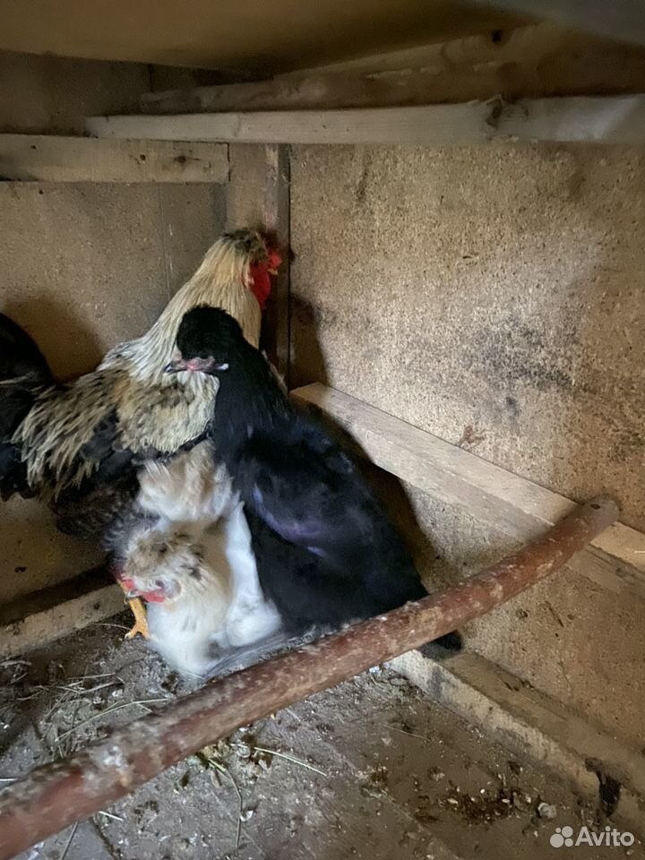 Цыплята,инкубационные яйца купить на Зозу.ру - фотография № 10