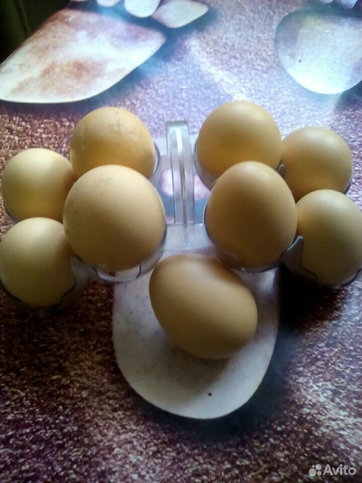 Домашние яйцы купить на Зозу.ру - фотография № 1