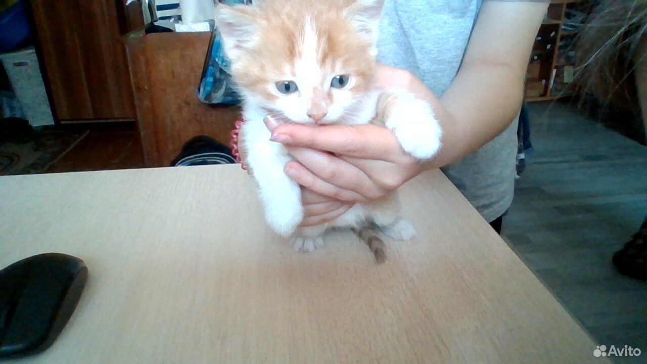 Отдам котёнка купить на Зозу.ру - фотография № 2