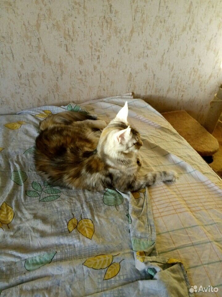 Продажа кошки мейкун купить на Зозу.ру - фотография № 1