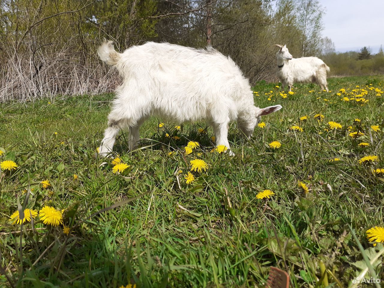 Красавица коза купить на Зозу.ру - фотография № 4