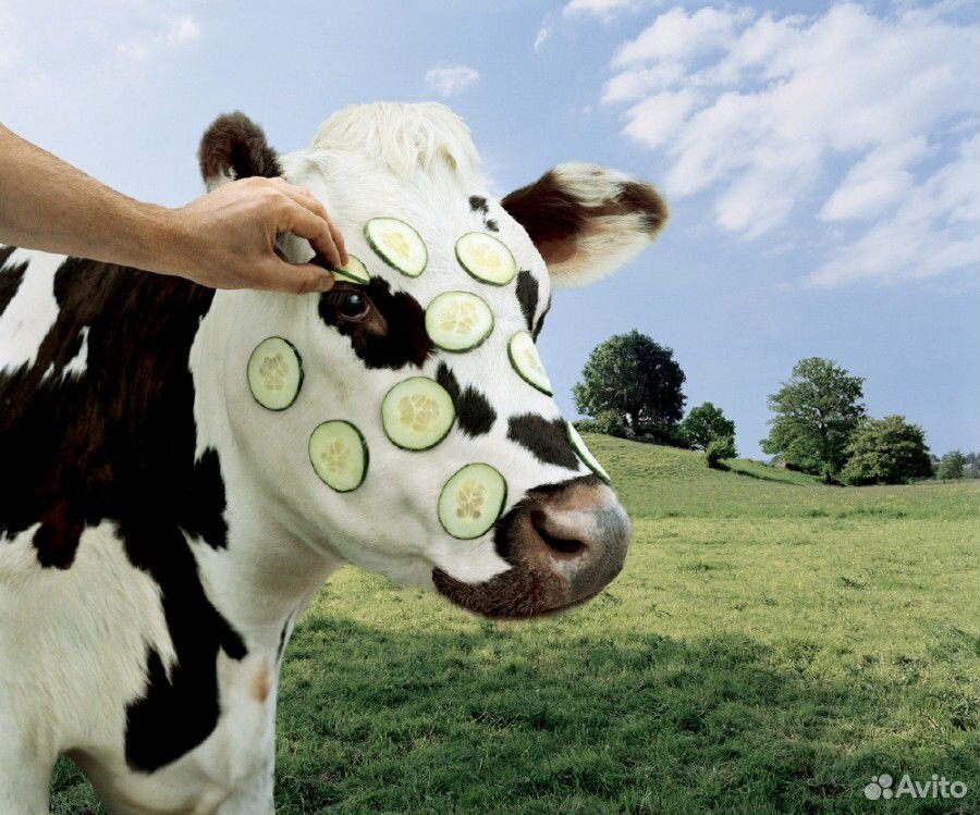 Продам две коровы купить на Зозу.ру - фотография № 1