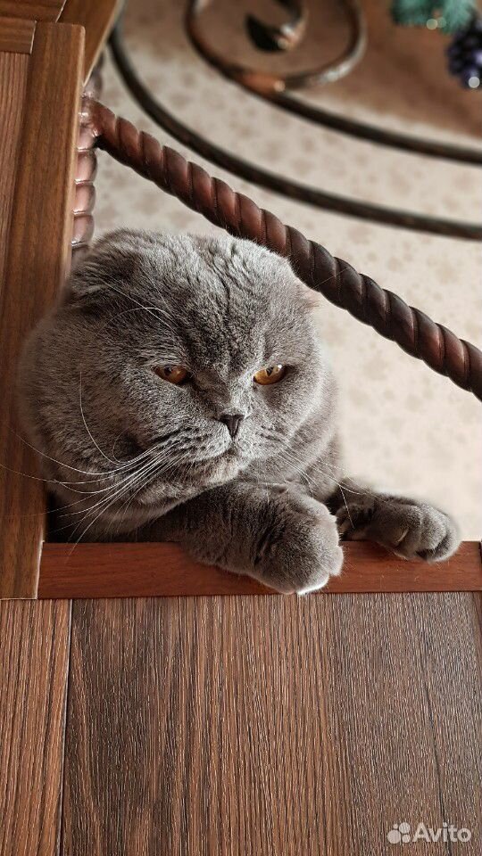 Шотландский вислоухий кот(вязка) ищет подругу для купить на Зозу.ру - фотография № 1