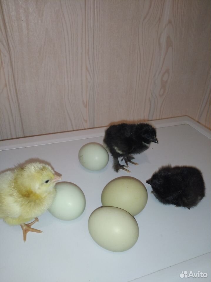 Суточные цыплята из зелёных яичек(амераука купить на Зозу.ру - фотография № 1